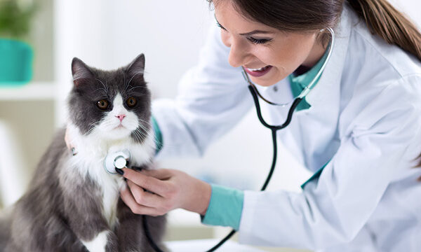 Pet’s Long Term Health